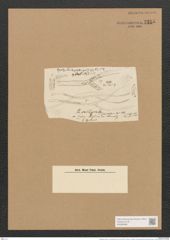 Berkeleya rutilans var. sordida (Kuetz.) Grun. (de-Toni-Nr.: Genus 21, Species 1218) Zeichnungen Sammlung Grunow Nr. 2355 (NHMW-BOT-W0369488)